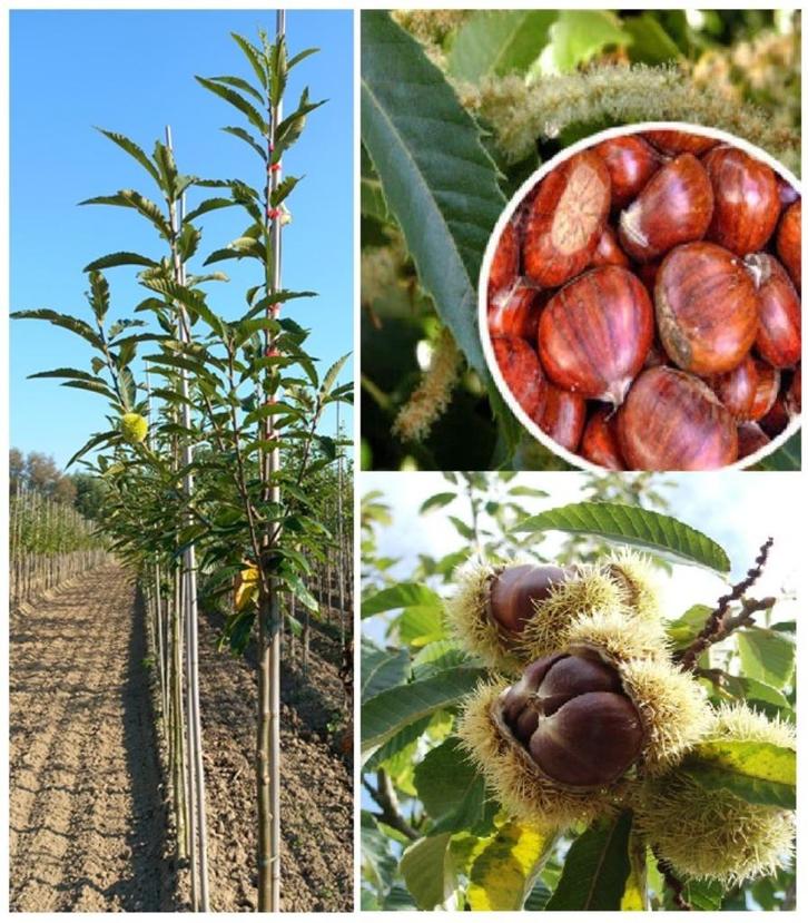 Mooie KASTANJE-BOMEN "LYON" +/- 1,75 - 2 METER + , 15€/STUK, Tuin en Terras, Planten | Tuinplanten, Vaste plant, Fruitplanten