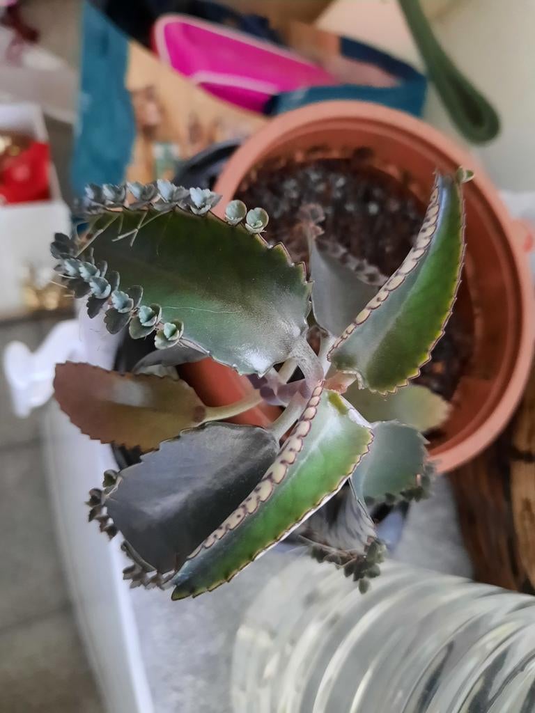 Mother of thousand, Maison & Meubles, Plantes d'intérieur, Plante succulente, En pot, Moins de 100 cm, Enlèvement