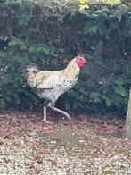 Duivels haan, Dieren en Toebehoren