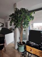 Evergreen eeuwig groene boom, Groene kamerplant, Ophalen, Overige soorten, 100 tot 150 cm