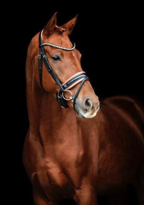 Wandel projectje te koop / equicoaching, Dieren en Toebehoren, Paarden, Ruin, Niet van toepassing, 165 tot 170 cm, 11 jaar of ouder