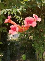Bignones, jonge klimplant van +/-50-60 cm., Tuin en Terras, Ophalen