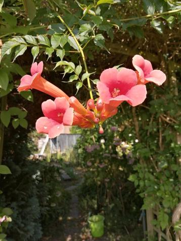 Bignones, jeune plante grimpante de +/-50-60 cm., Enlèvement