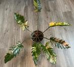 Prachtige kopstek philodendron caramel marble, Overige soorten, Minder dan 100 cm, Groene kamerplant, Halfschaduw