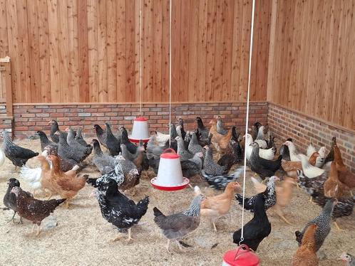 legkippen, Dieren en Toebehoren, Pluimvee, Kip, Vrouwelijk