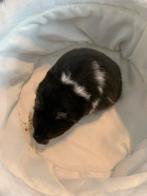 Langharige goudhamster Syrische hamster vrouw 10 weken oud, Hamster, Femelle