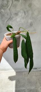 Anthurium wendlingeri, Maison & Meubles, Plantes d'intérieur, Ombre partielle, Plante verte, Enlèvement ou Envoi, Moins de 100 cm