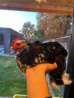 Cochin kriel haantje, Dieren en Toebehoren