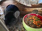 2 chinchilla vrouwtjes met kast, Animaux & Accessoires, Rongeurs, Chinchilla