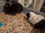 Konijnen en cavia's, Dieren en Toebehoren