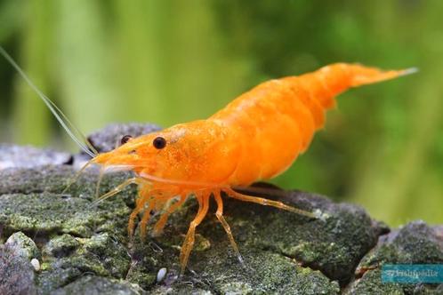 Crevettes oranges - neocaridina 'orange sakura', Animaux & Accessoires, Poissons | Poissons d'aquarium