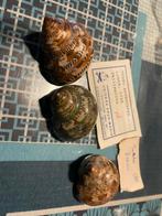 Coquillages, Collections, Enlèvement ou Envoi, Coquillage(s)
