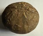 Oursin fossile +/- 7,5 x 6,2 x 5,5 cm 452 grammes, Envoi, Fossile