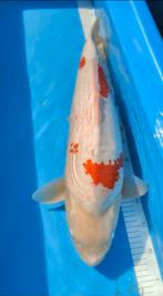 Kohaku, Dieren en Toebehoren