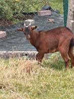 Dwerggeiten, Dieren en Toebehoren, Meerdere dieren, Geit, 0 tot 2 jaar