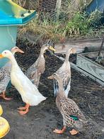 Mannelijke loopeend, Dieren en Toebehoren, Ophalen