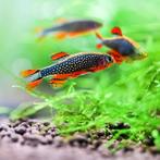 Danio margaritatus – Rasbora Galaxy, Dieren en Toebehoren, Vissen | Aquariumvissen, Vis, Zoetwatervis, Schoolvis