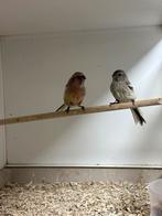 Koppel meesgoudvinken, Dieren en Toebehoren, Vogels | Overige Vogels, Geringd