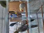 Verschillende mutaties halsbanden te koop ook bewezen koppel, Dieren en Toebehoren, Vogels | Parkieten en Papegaaien