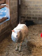 Magnifique bélier Texel de 2 ans, Animaux & Accessoires
