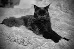 Prachtige solid black Maine Coon kater zoekt nieuwe thuis, Dieren en Toebehoren, Katten en Kittens | Raskatten | Langhaar, Kater