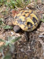 Griekse landschildpad, Dieren en Toebehoren, Reptielen en Amfibieën