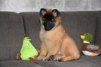 Tervurense Herder pup, Dieren en Toebehoren, Parvo, België, 8 tot 15 weken, Meerdere