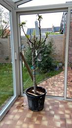 Vijgenboom, Tuin en Terras, Ophalen