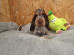 Engelse cocker pups, Dieren en Toebehoren, België, Reu, CDV (hondenziekte), 8 tot 15 weken