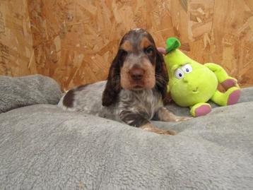 Engelse cocker pups beschikbaar voor biedingen