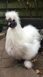 Zijdehoenhaan , meerdere hanen,haan, tamme hanen, Dieren en Toebehoren, Mannelijk, Kip