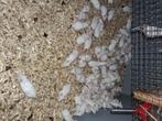 Muizen 1 euro stuk, Dieren en Toebehoren, Knaagdieren, Juni, Muis
