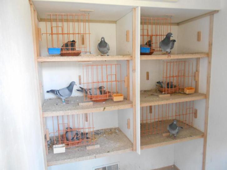 Kweek/Vliegduiven, Dieren en Toebehoren, Vogels | Duiven