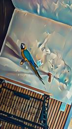 Disponible contre vehicule ou faire offres, Animaux & Accessoires, Femelle