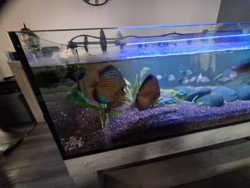 Alleen de vissen te koop  wegens stoppen  zoetwater hobby, Enlèvement, Utilisé