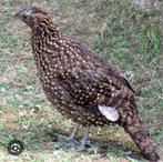 Satyr tragopaan hen