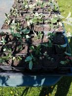 Aardbeiplanten 2025, Tuin en Terras, Ophalen