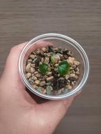 Anthurium papillilaminum x, Enlèvement ou Envoi