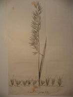 1776 botanist Albrecht von Haller Cereal Avena Haver gravure, Antiek en Kunst, Kunst | Etsen en Gravures, Ophalen of Verzenden