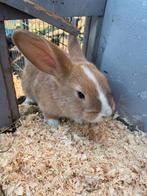 Duitse reus rammelaar 10weken