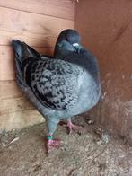 Sierduiven, kingduiven,kings,king, Dieren en Toebehoren, Vogels | Duiven