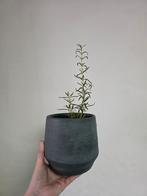 Bloempot / cachepot, Enlèvement ou Envoi, Comme neuf, Poterie ou Porcelaine, Moins de 50 cm