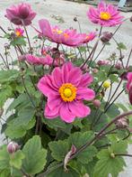Anemone Pamina, Ophalen, Herfst, Vaste plant, Halfschaduw