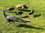 Jonge blauwe pauwen, Dieren en Toebehoren