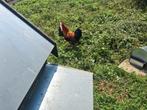 Marans haan
