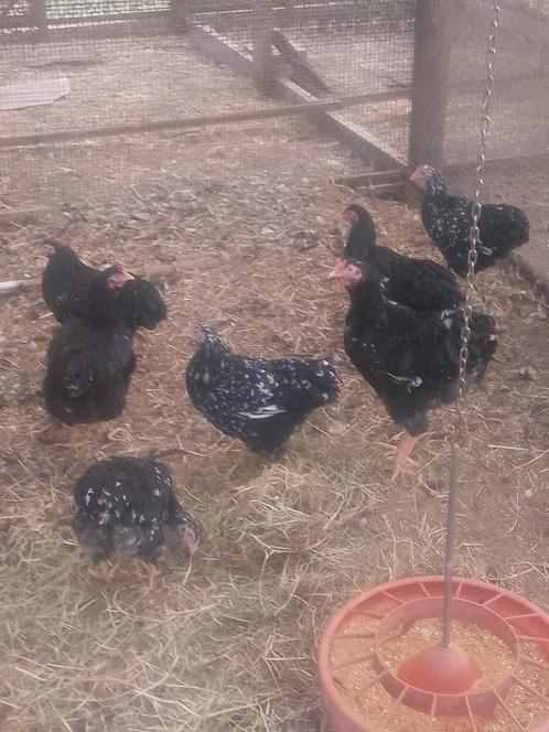 Jonge wyandotte groothoenders, Dieren en Toebehoren, Pluimvee, Kip, Meerdere dieren