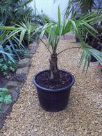 palmboom trachycarpus fortunei, Tuin en Terras, Planten | Bomen, In pot, Ophalen, Palmboom