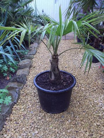 palmboom trachycarpus fortunei