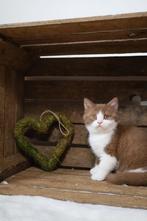 Cinnamon wit poesje met stamboom, Chatte ou Chat, Avec pedigree, 0 à 2 ans