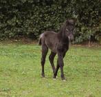Shetland x Appaloosa merrie 🩷 en hengstveulen 🩵, Meerdere dieren